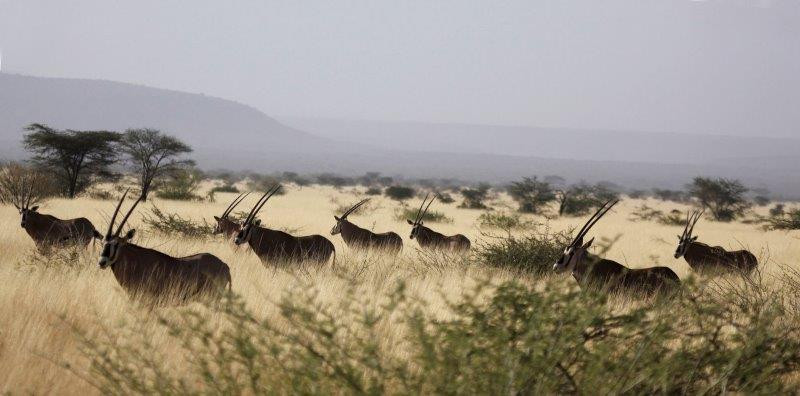 The grassland is home to  herds of Beisa Oryx, 